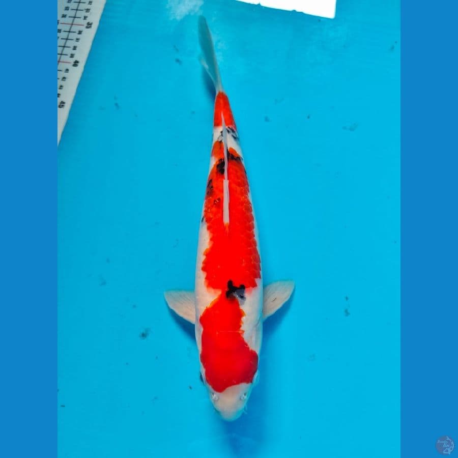 sanke 34cm
