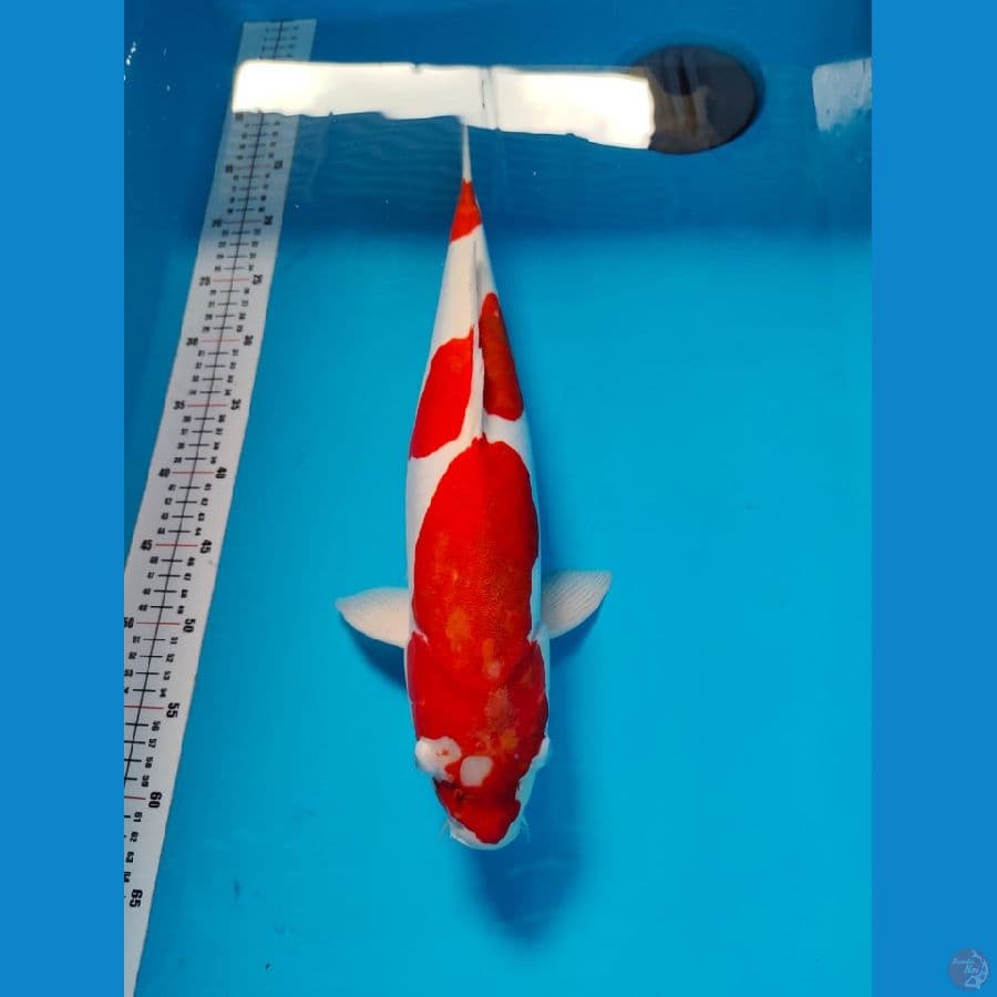 ai goromo doith 47cm 