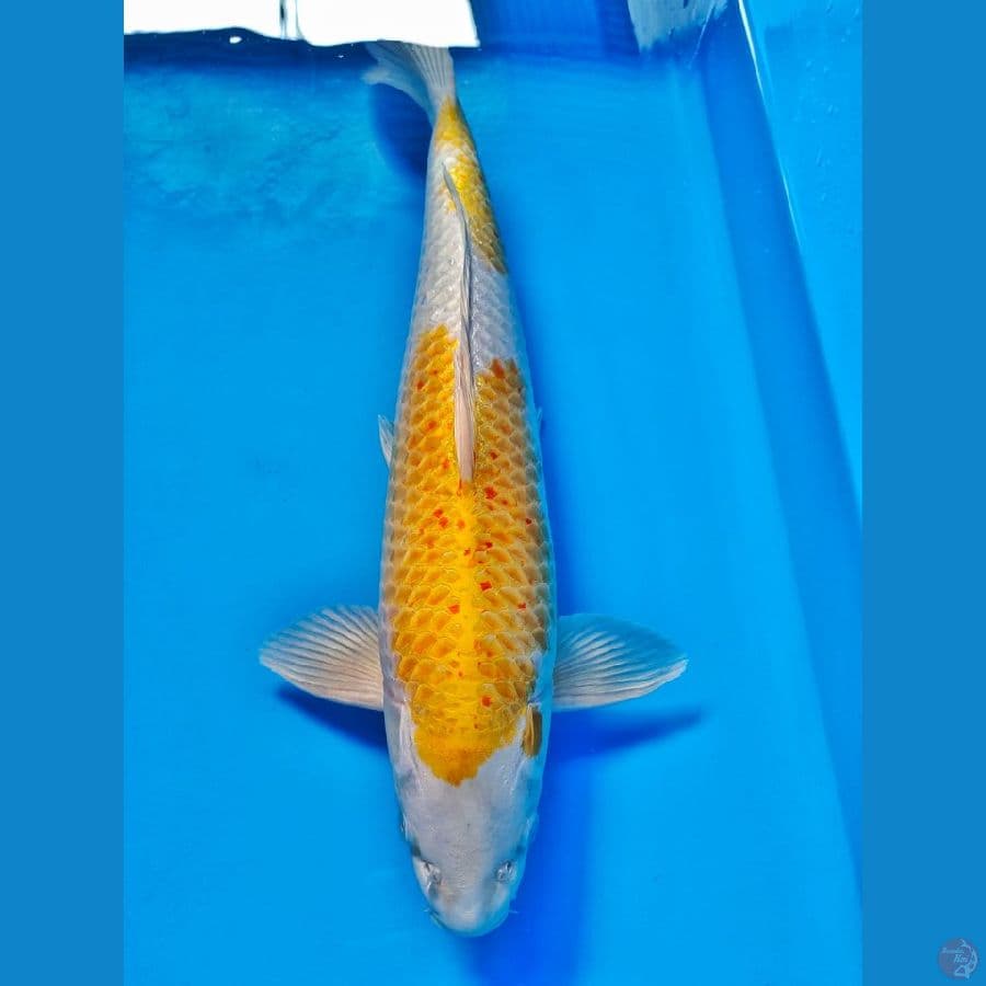 hariwake 48cm male