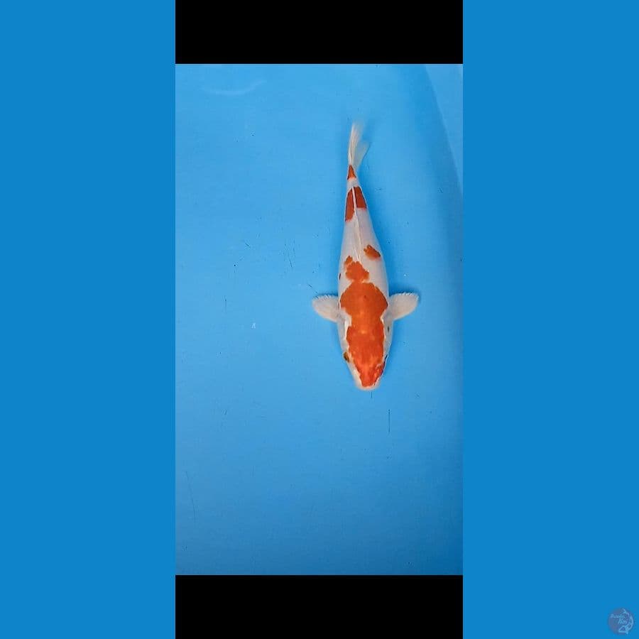 Kohaku 30cm