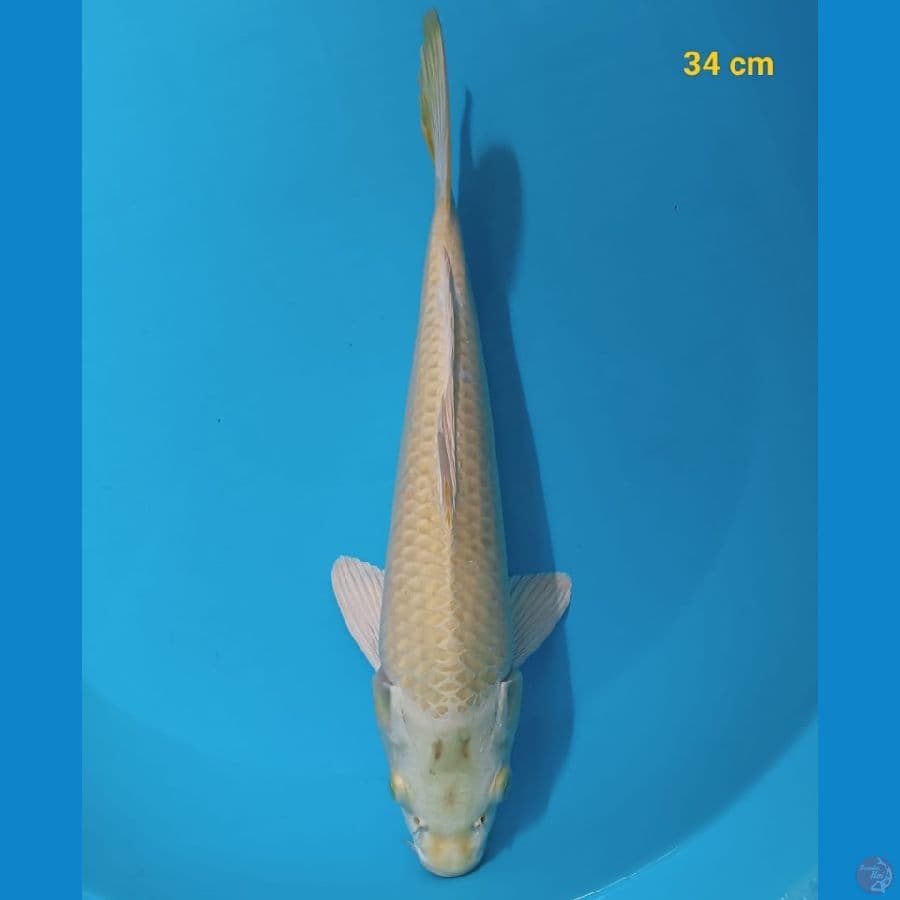 Oh...Ogon 34CM