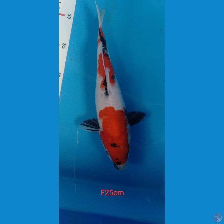 showa || 25cm