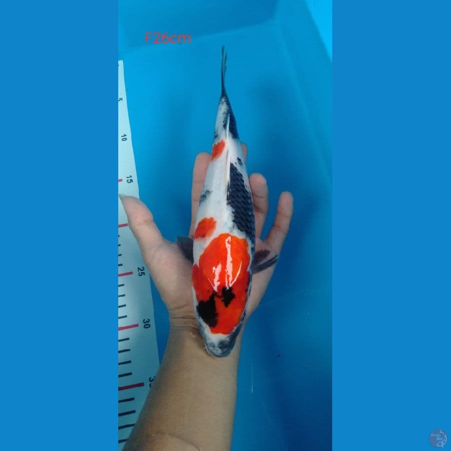 showa kindai || 26cm