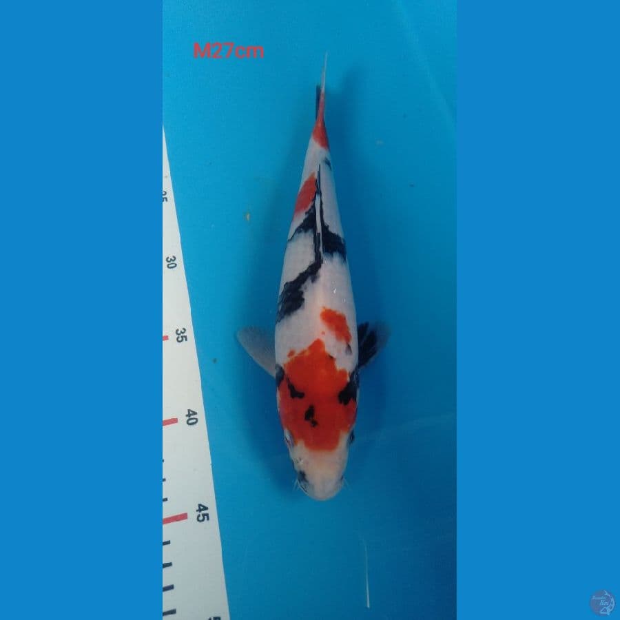 showa kindai || 27cm