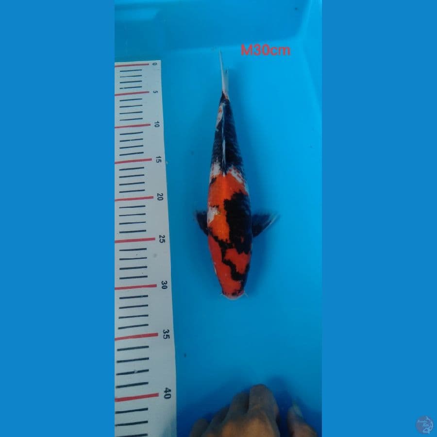 showa sansoku || 30cm