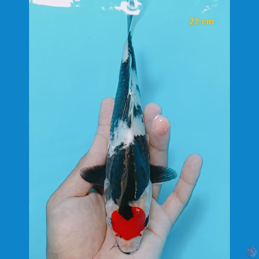 Tancho showa 22 cm