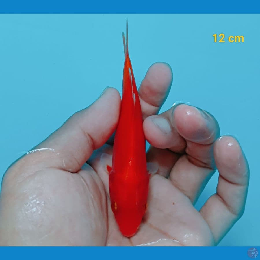 Akahajiro doit murni 12 cm
