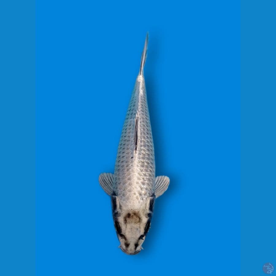 MUKASI 29CM MALE BODI JOS