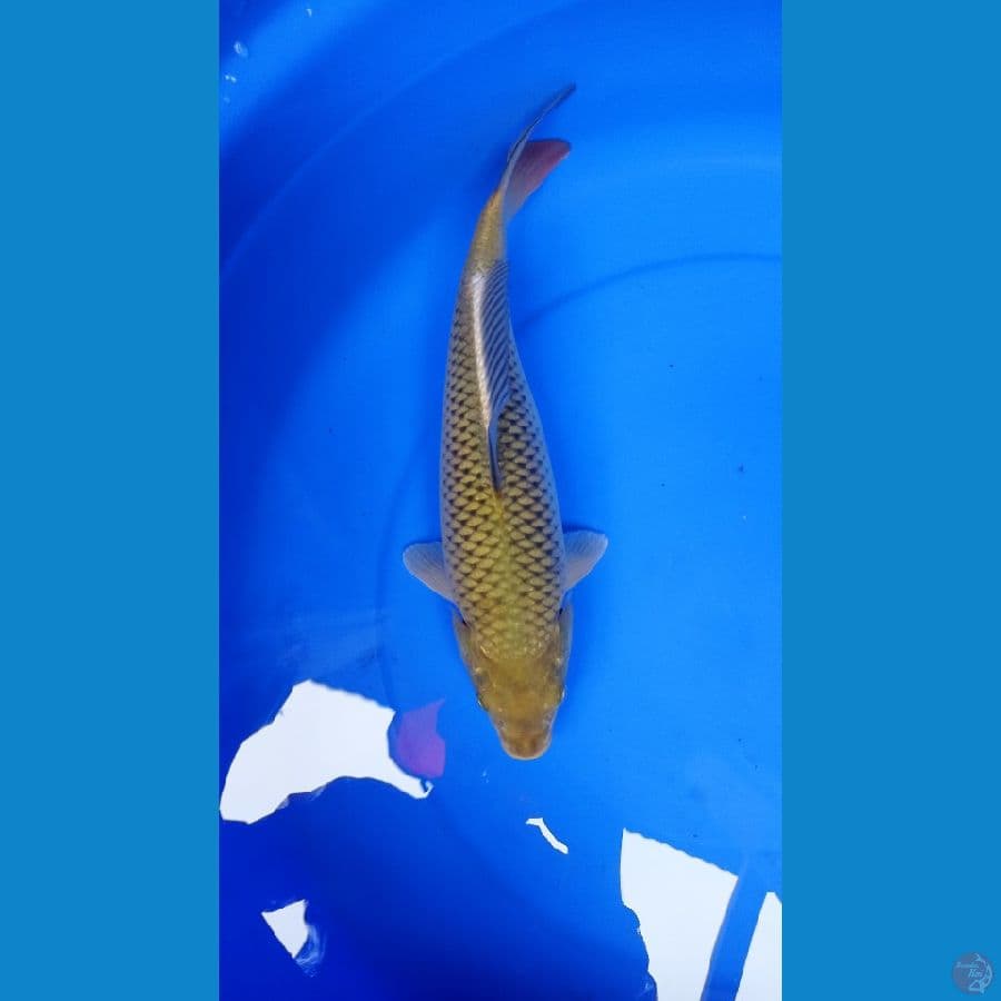~MIDORI 36cm~