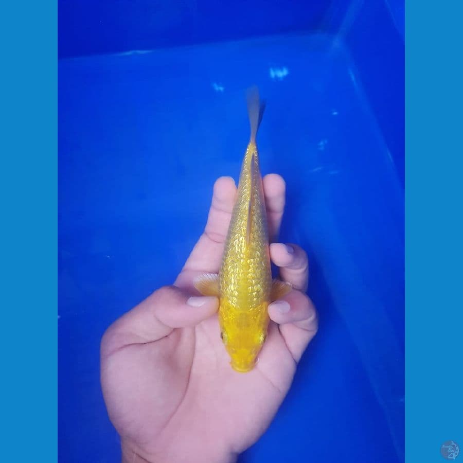 Minions karasi ginrin 18cm bredeer mahdina ajiz