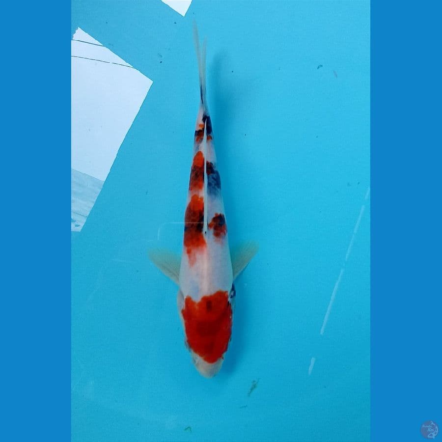 showa 20cm