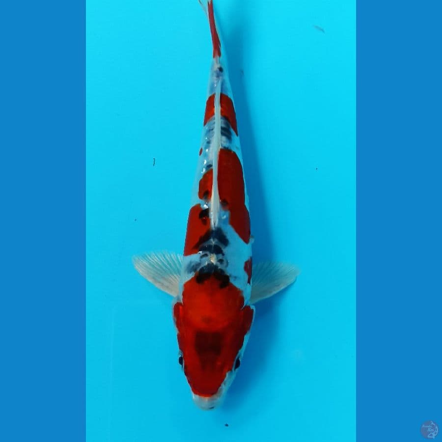 kiko 19cm