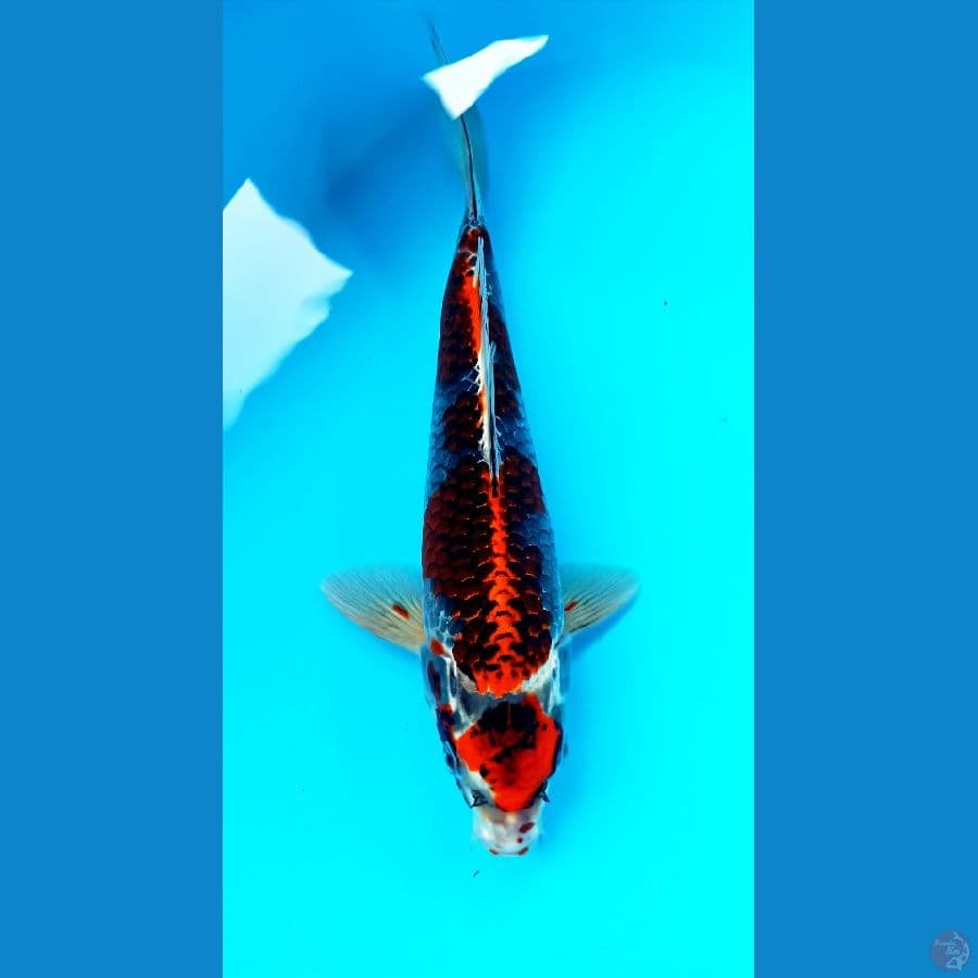 Beni ginga 30cm
