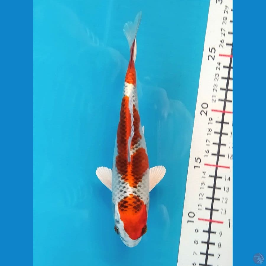 KUJAKU 18CM UNCHEK 