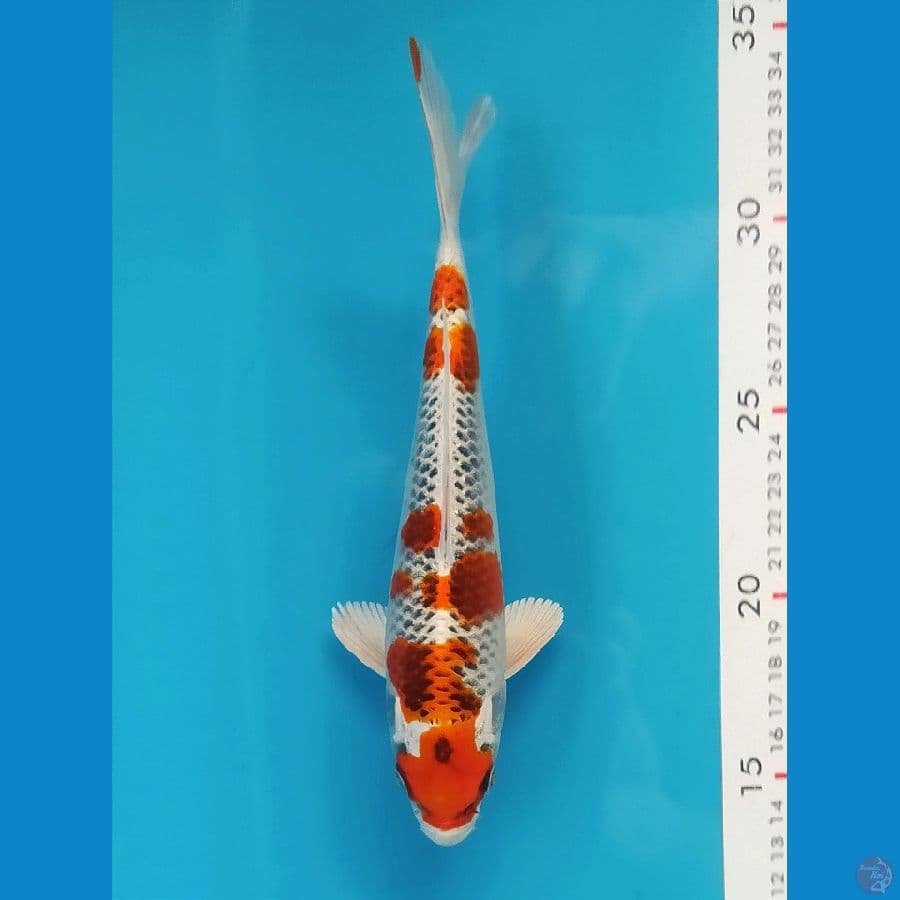 KUJAKU 19CM UNCHEK