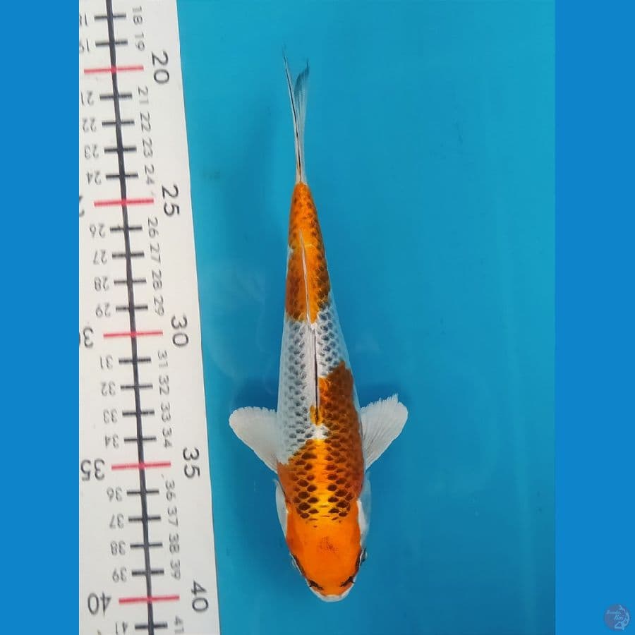 KUJAKU 19CM UNCHEK 