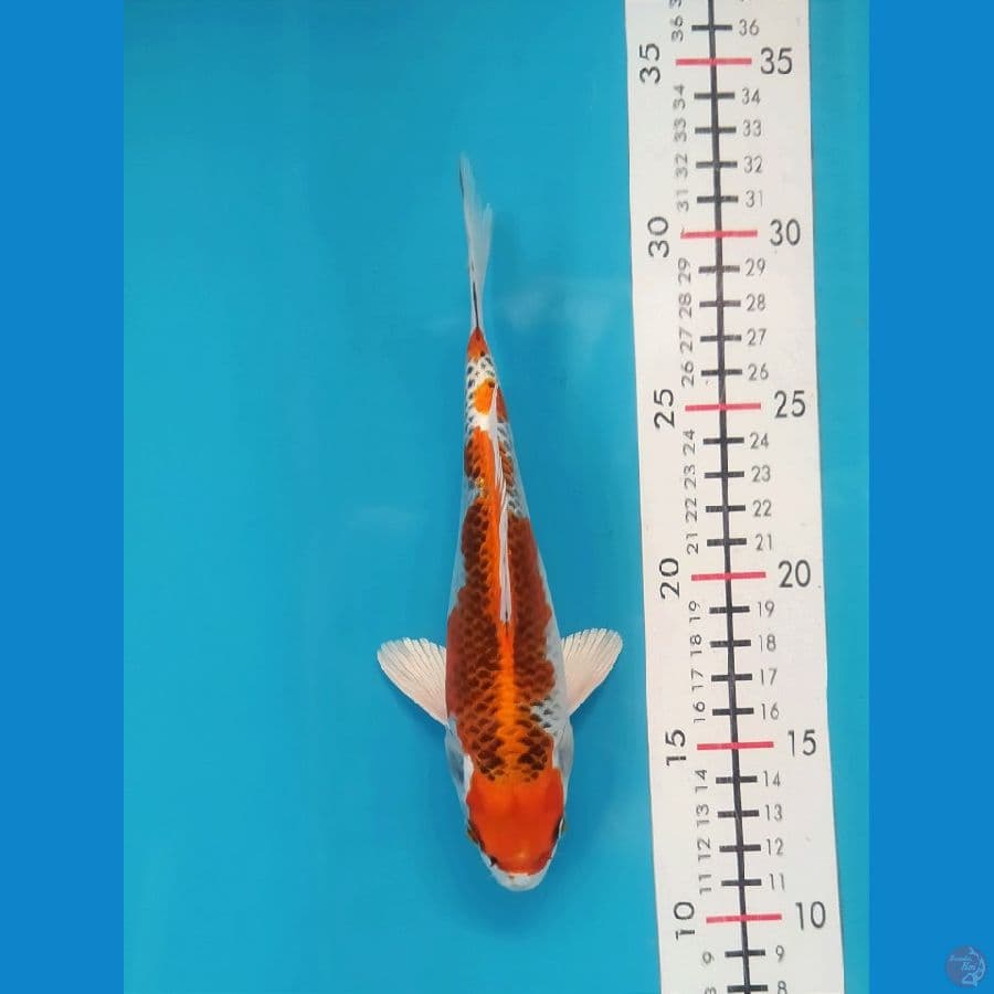 KUJAKU 19CM UNCHEK