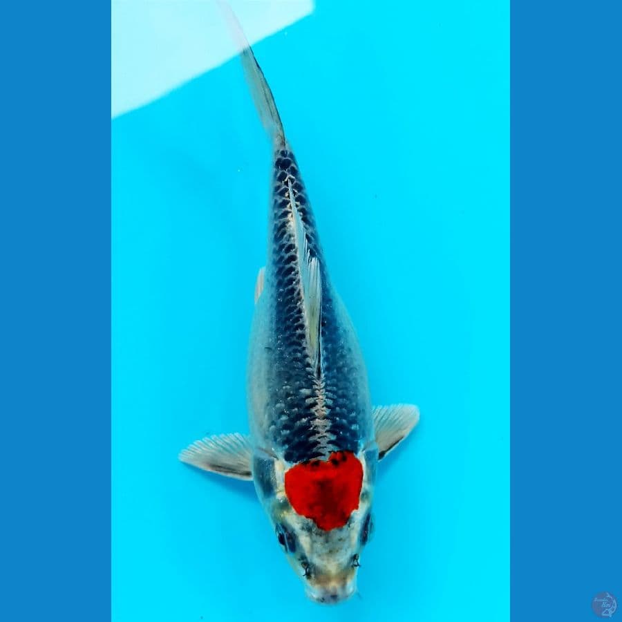 tamasaba tancho 20cm