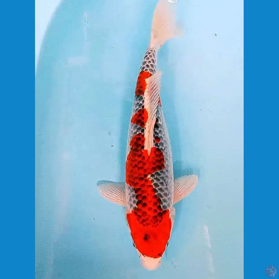 Goshiki strong f 40 cm