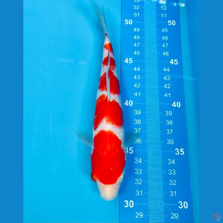kohaku 20cm