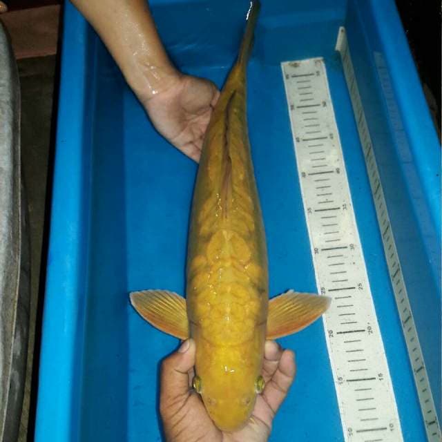 Chagoi dragon male bodi jumbo jinak