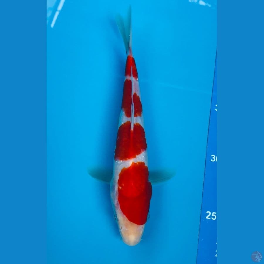 kohaku 20cm