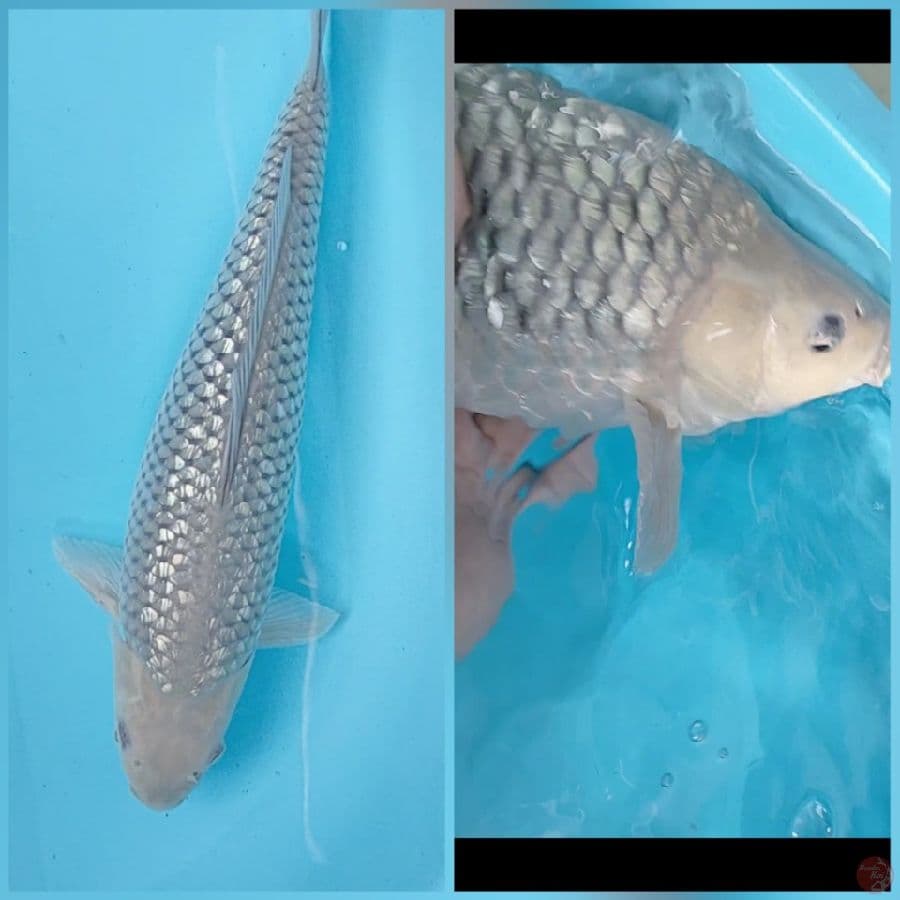 soragoi ginrin 41 cm
