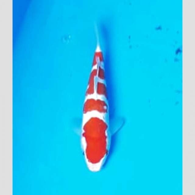 kohaku calon champion