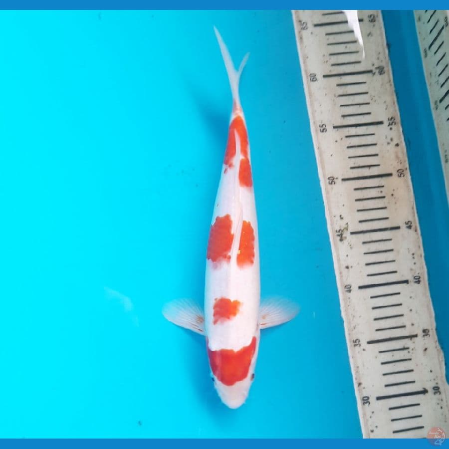 Ai koromo 32cm Male