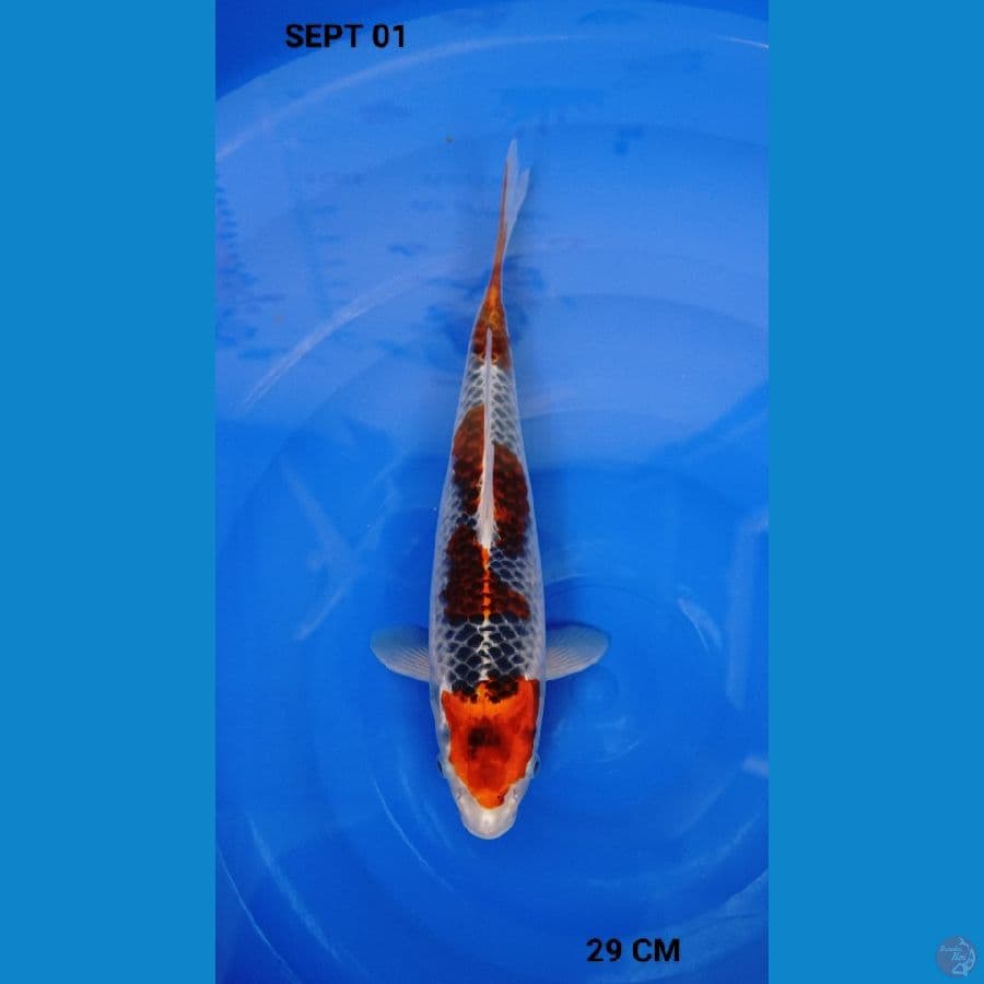 goshiki 29 cm