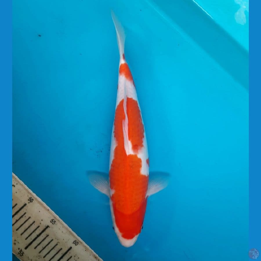 Ai koromo 36cm Female