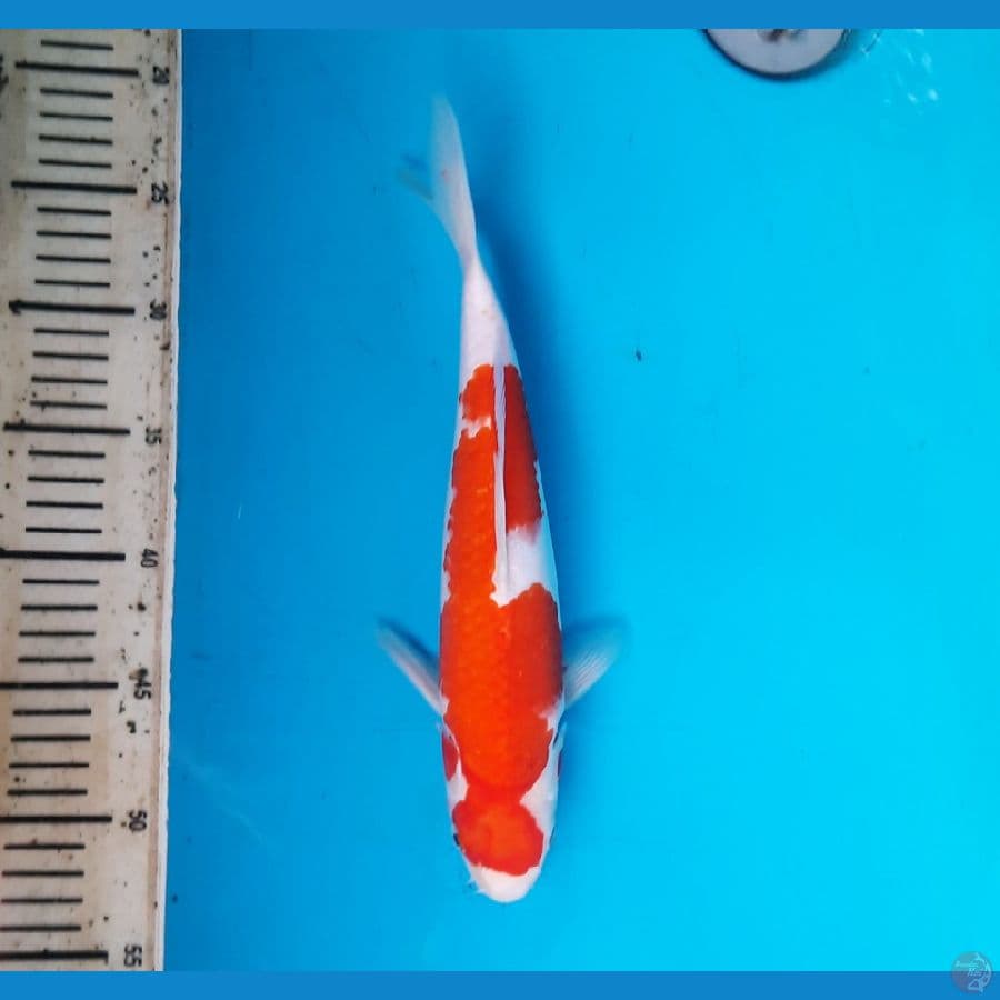 Ai koromo 30cm Male