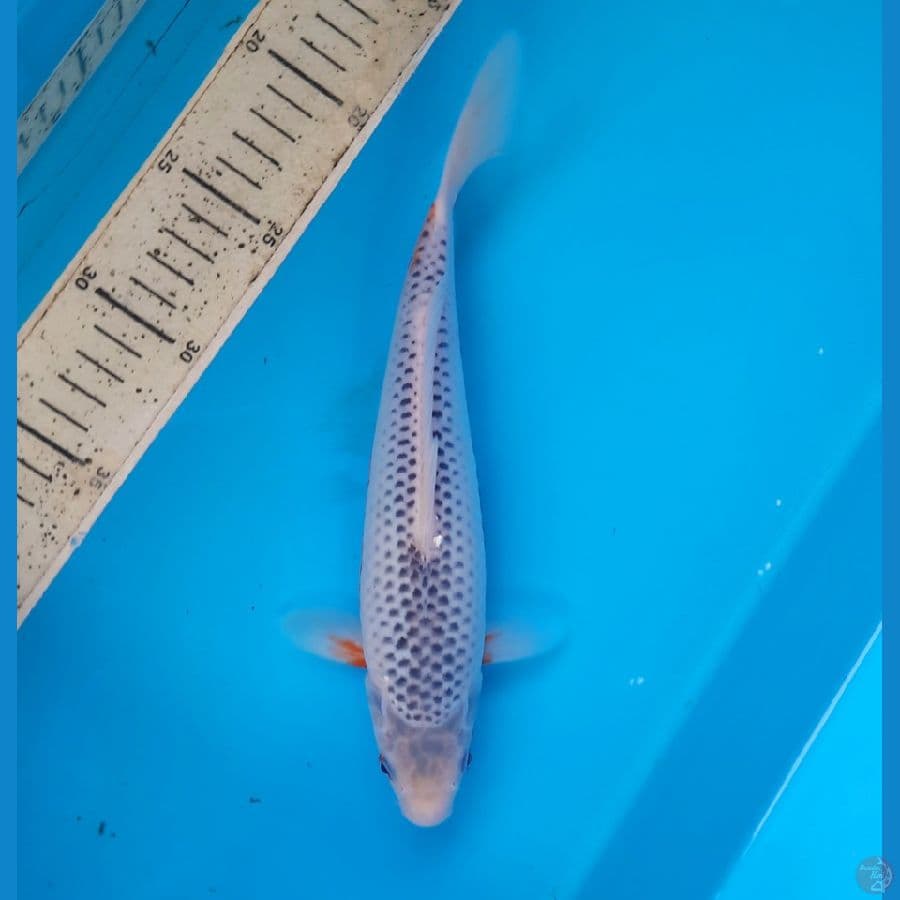 Asagi 25cm 