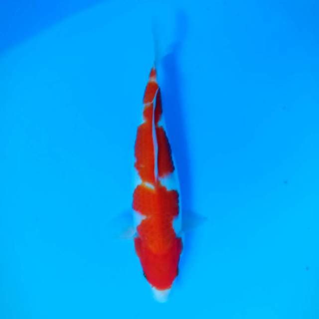 Kohaku