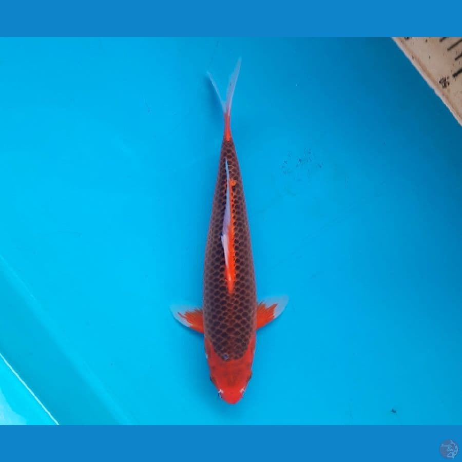 Aka matsuba 26cm
