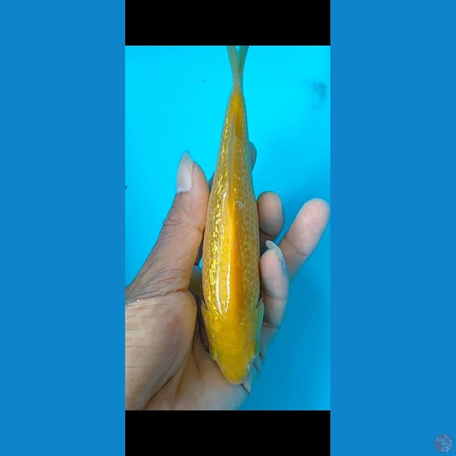 karasi sq 17 cm
