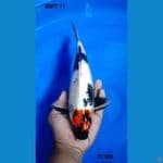 TC SHOWA 31CM