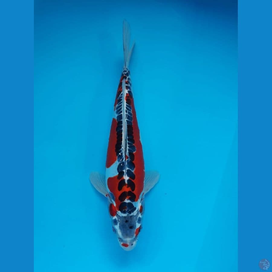 ~ 7 ~ Kujaku Doit 30cm