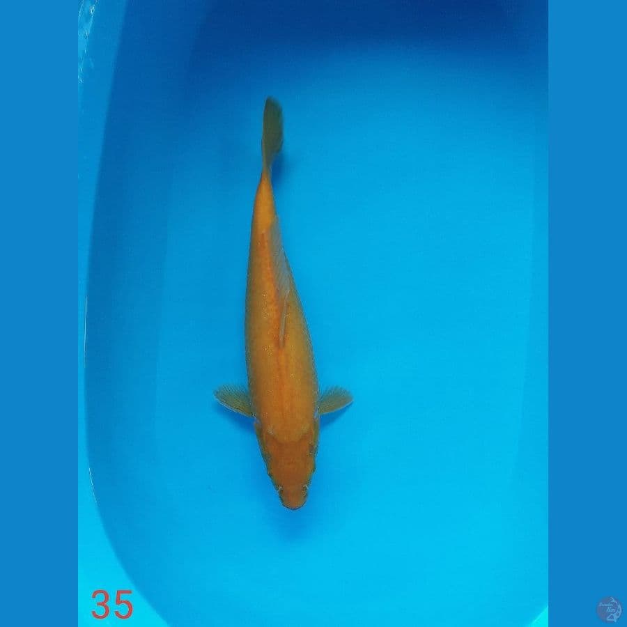 ~ 1 ~ Karasi 35cm®