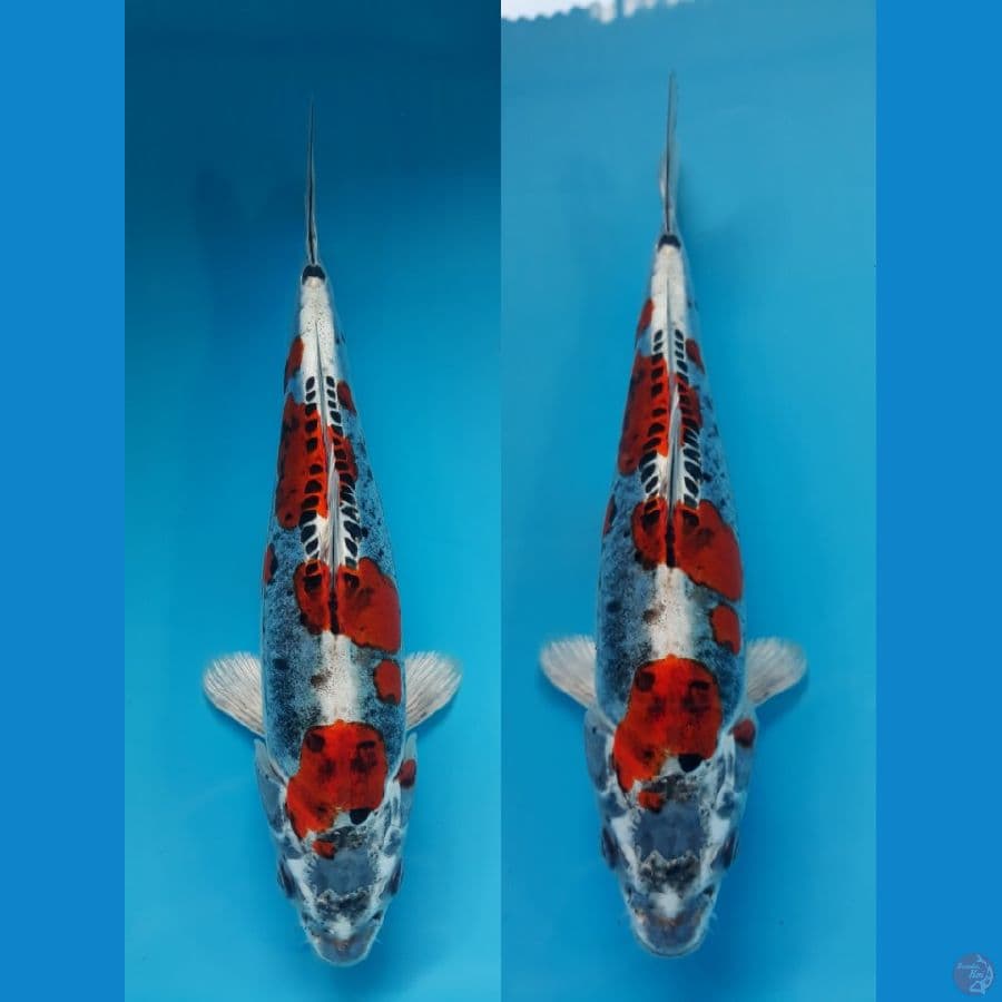 kiko