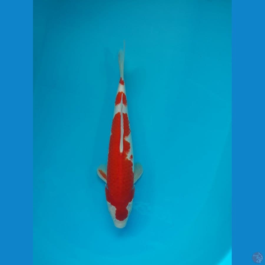 kohaku