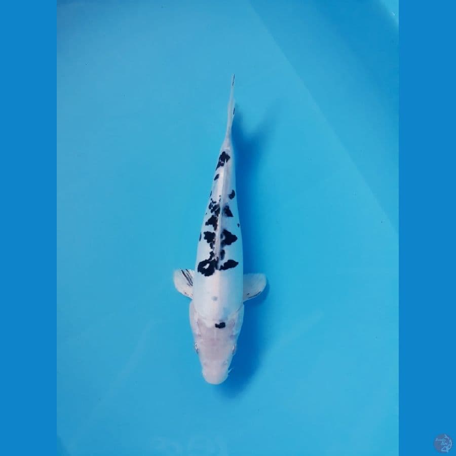 beko doitsu hikari