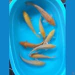 paket karashi