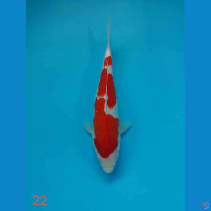 kohaku