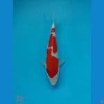 kohaku