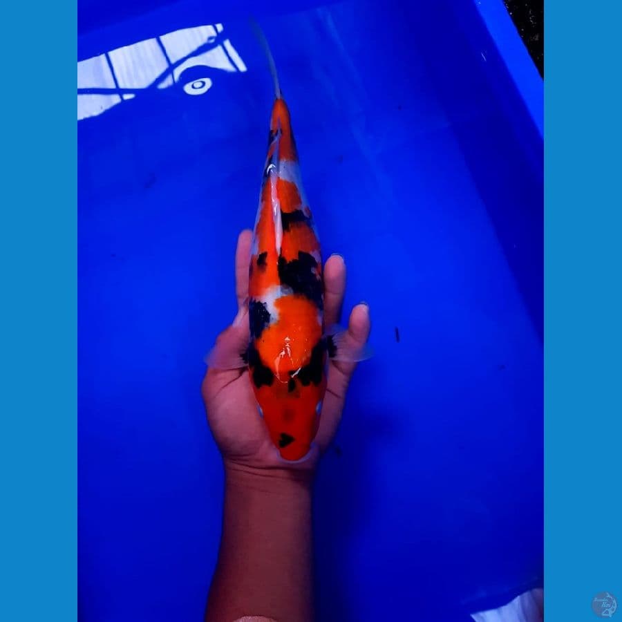 showa 33 cm