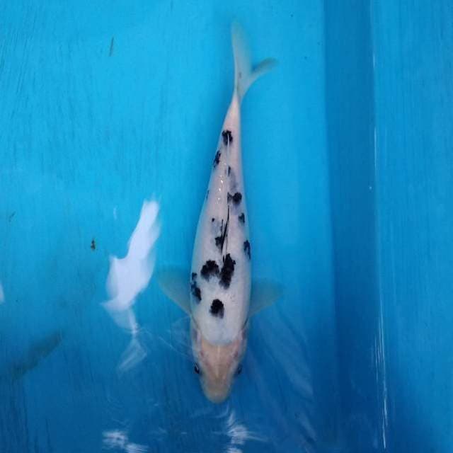 Bekko 