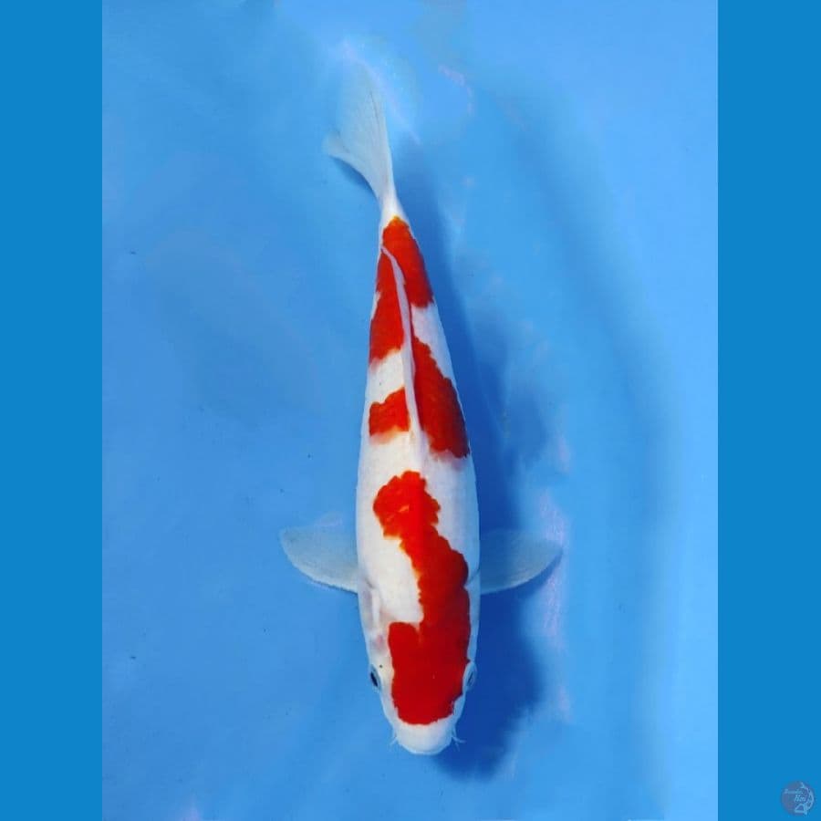 halus original 29cm / female