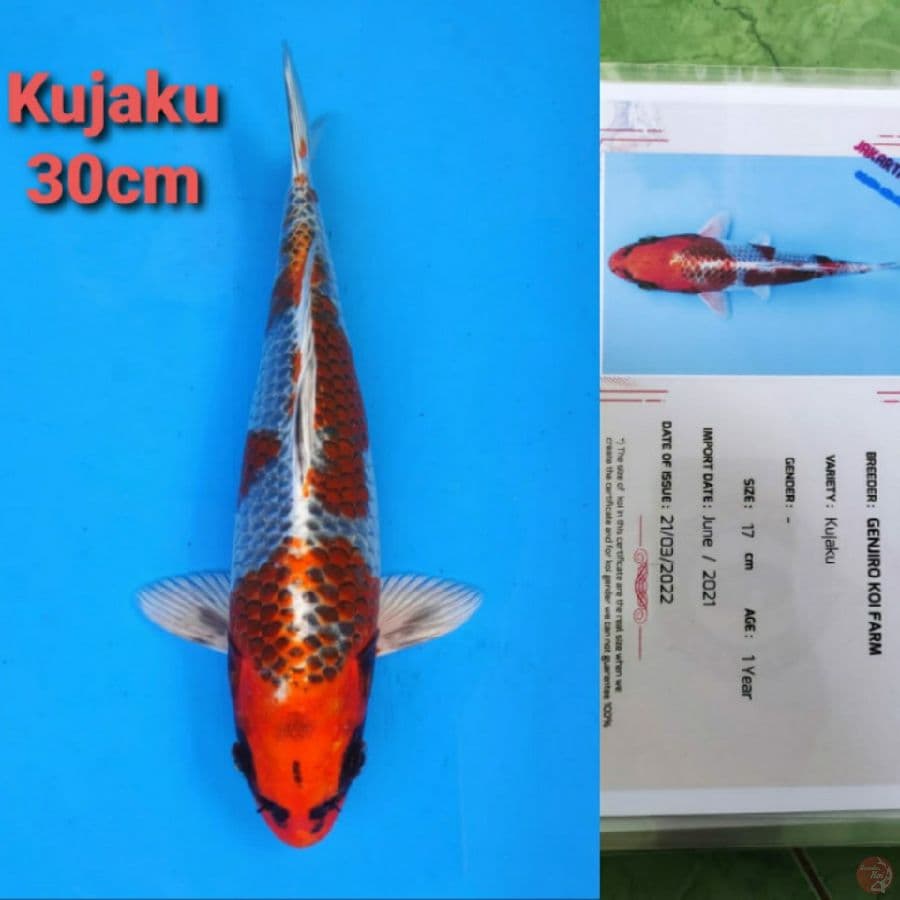 GENJIRO KUJAKU 30CM SERTI