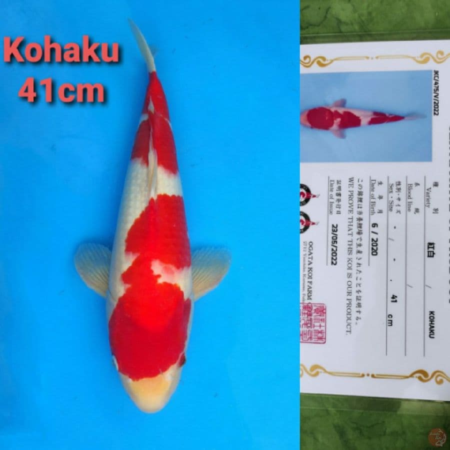OGATA KOHAKU 41CM SERTI